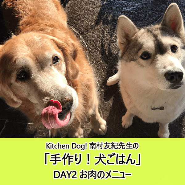 動画 Kitchen Dog 南村友紀先生の 手作り 犬ごはん Day2 お肉のメニュー Kokode Digital ココデジ